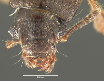 Media type: image;   Entomology 6537 Aspect: head dorsal view